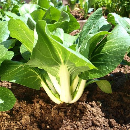 10 Asian Vegetable Seeds Mix - Image 10