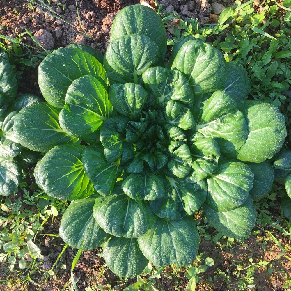 10 Asian Vegetable Seeds Mix - Image 11