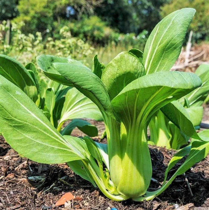 10 Asian Vegetable Seeds Mix - Image 3