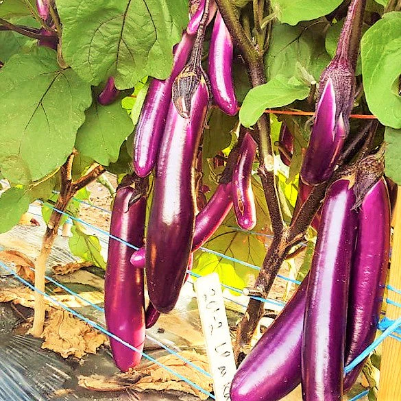 10 Asian Vegetable Seeds Mix - Image 5