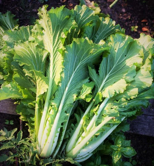 10 Asian Vegetable Seeds Mix - Image 6