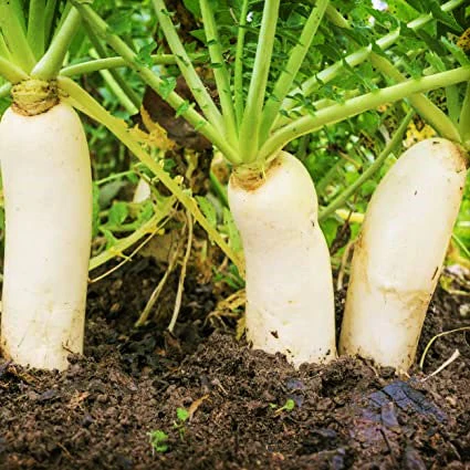 10 Asian Vegetable Seeds Mix - Image 7