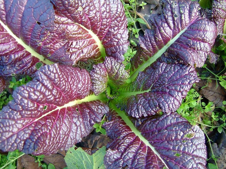 10 Asian Vegetable Seeds Mix - Image 9