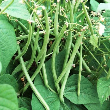 10 "Gardener's Favorites" Vegetable Seeds Mix - Image 10