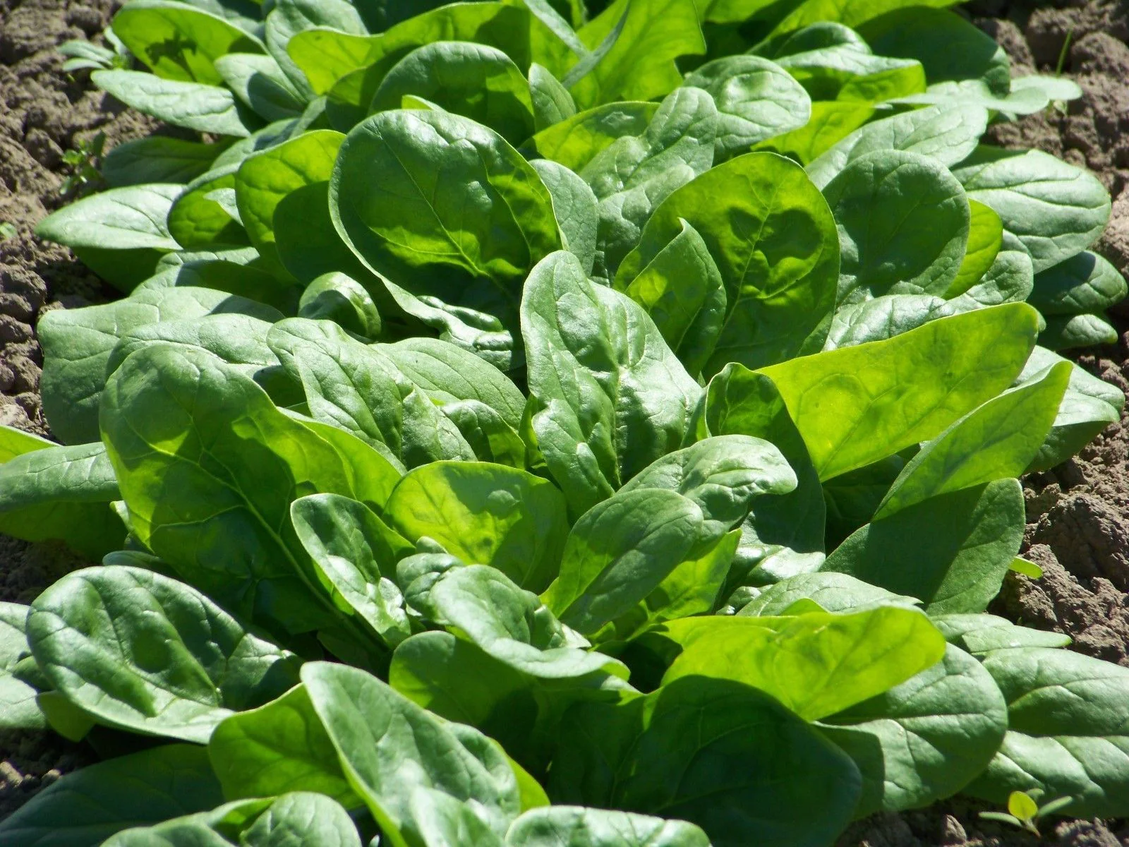 10 "Gardener's Favorites" Vegetable Seeds Mix - Image 11