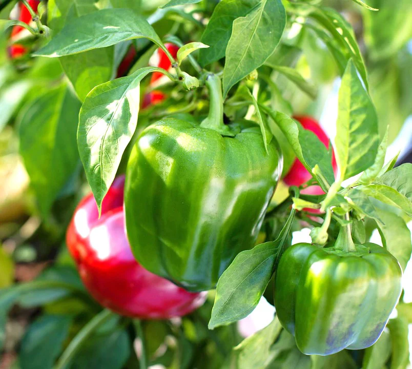 10 "Gardener's Favorites" Vegetable Seeds Mix - Image 3