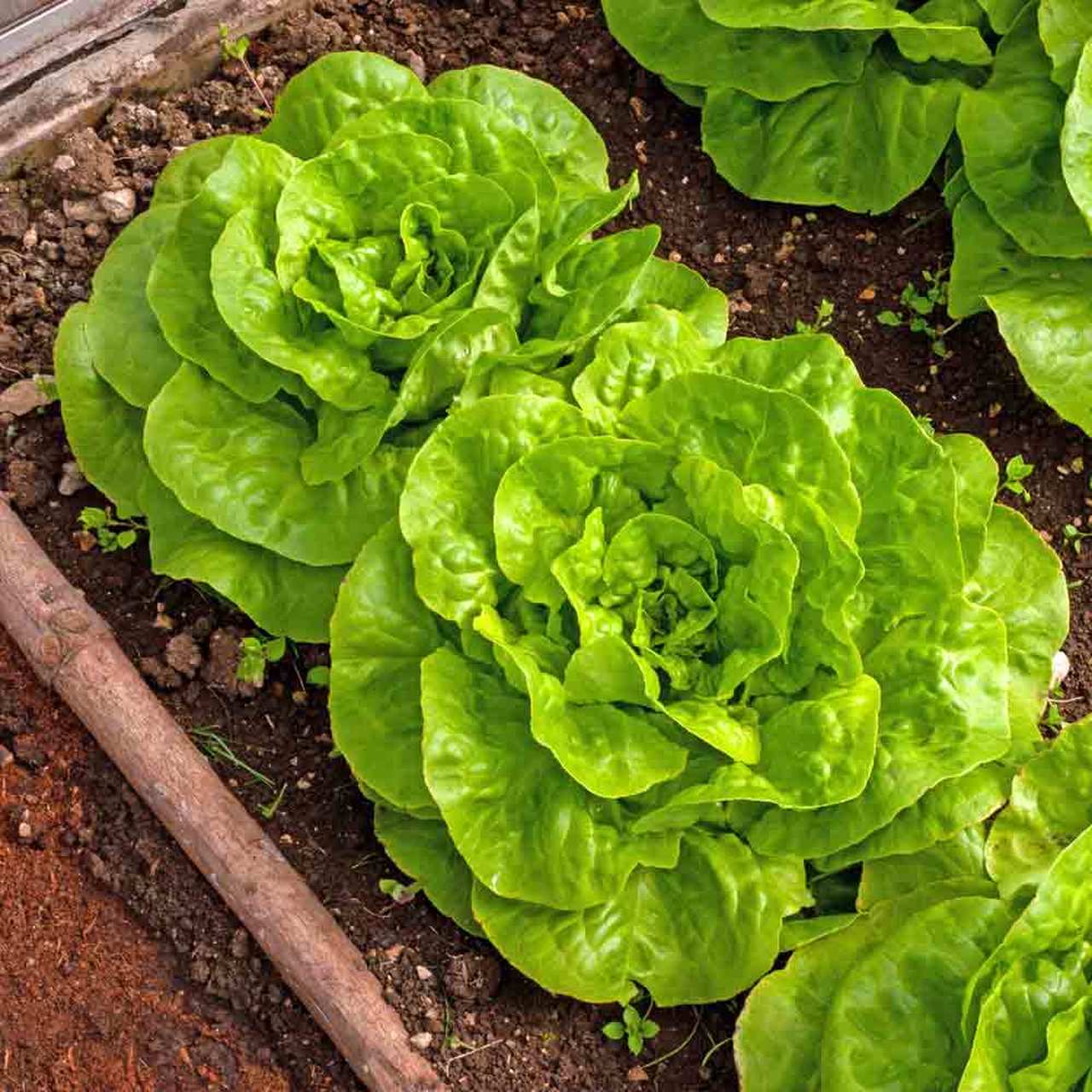 10 "Gardener's Favorites" Vegetable Seeds Mix - Image 4