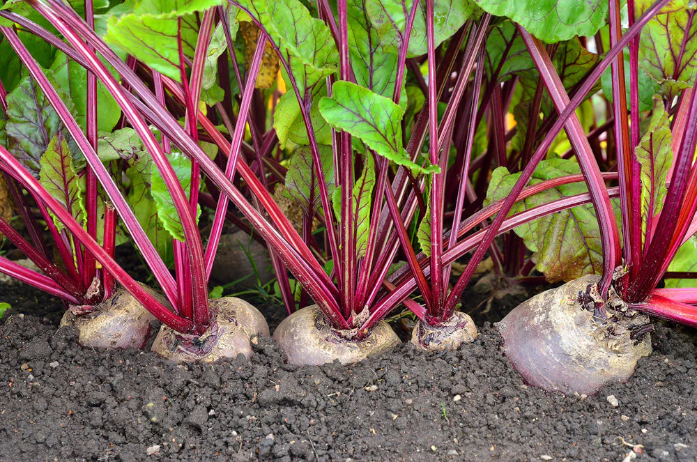10 "Gardener's Favorites" Vegetable Seeds Mix - Image 6