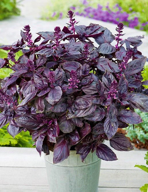 10 "Herb Lovers" Seeds Mix - Image 10