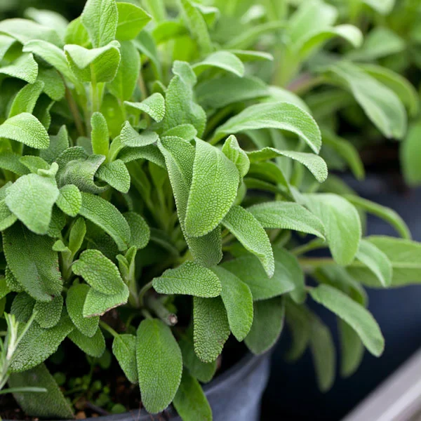 10 "Herb Lovers" Seeds Mix - Image 11