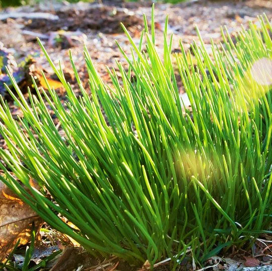 10 "Herb Lovers" Seeds Mix - Image 3