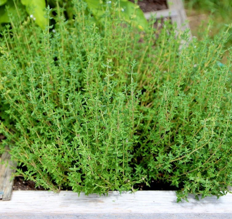 10 "Herb Lovers" Seeds Mix - Image 4
