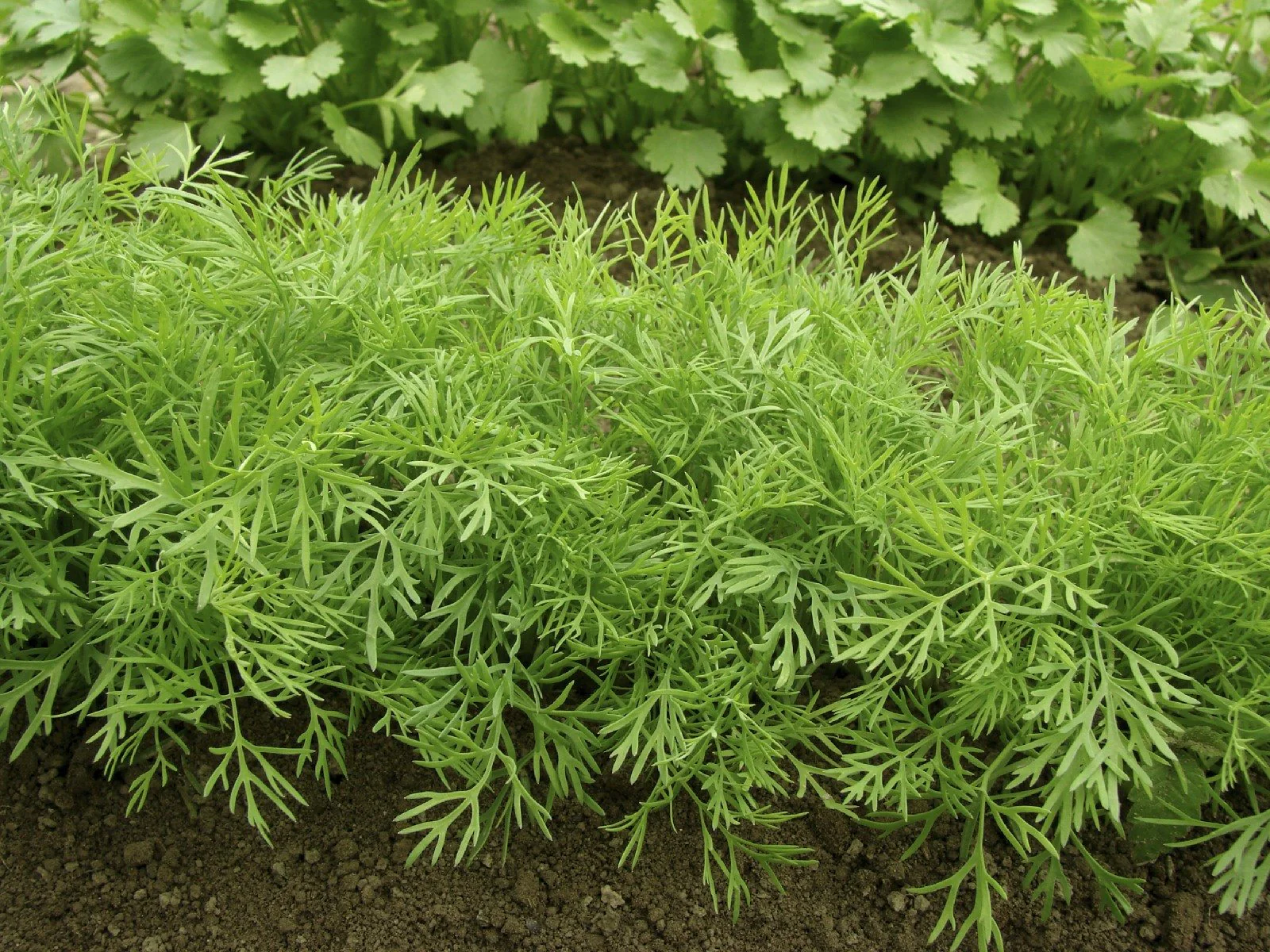 10 "Herb Lovers" Seeds Mix - Image 6
