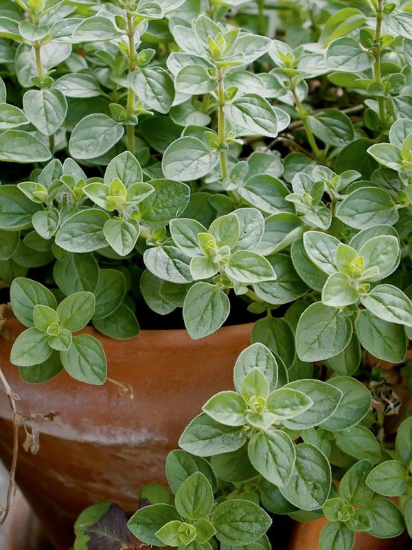 10 "Herb Lovers" Seeds Mix - Image 8