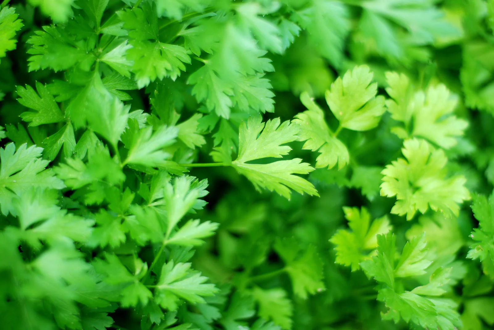 10 "Herb Lovers" Seeds Mix - Image 9