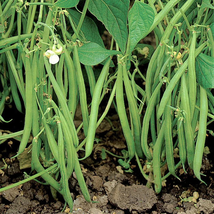 3 Colors Mix Green Beans (Mardi Gras Blend) - Image 4