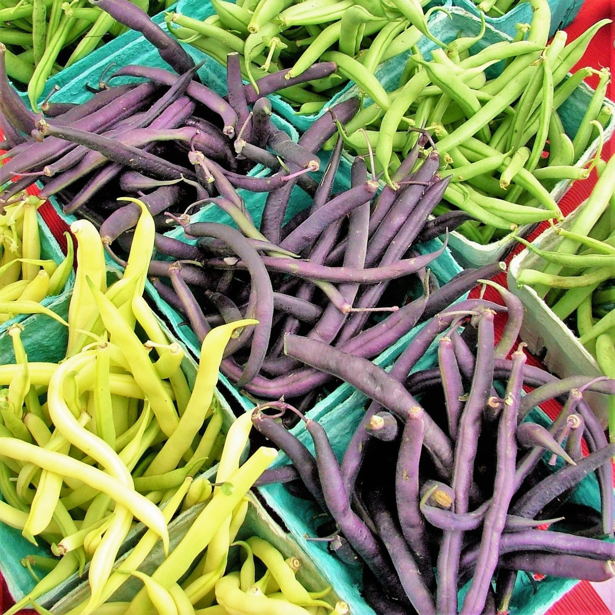 3 Colors Mix Green Beans (Mardi Gras Blend) - Image 5