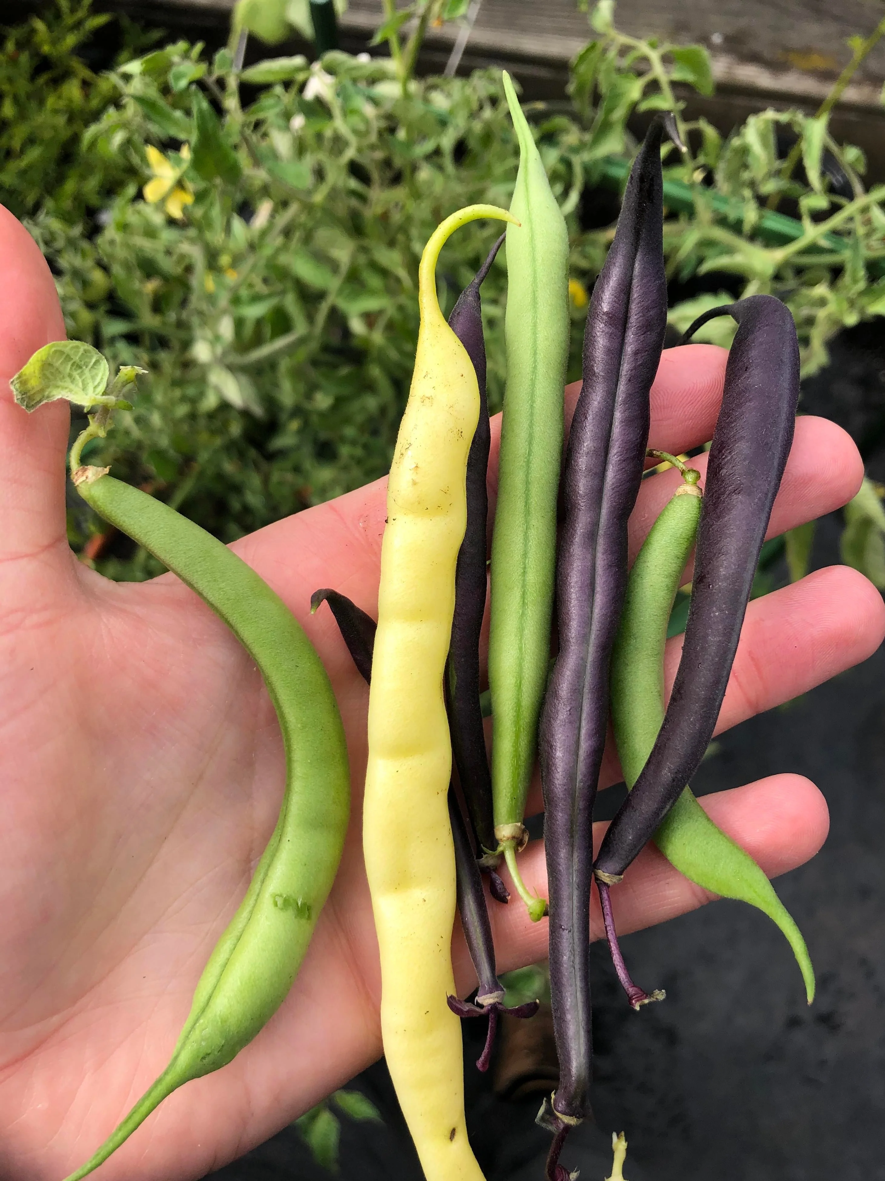 3 Colors Mix Green Beans (Mardi Gras Blend) - Image 6