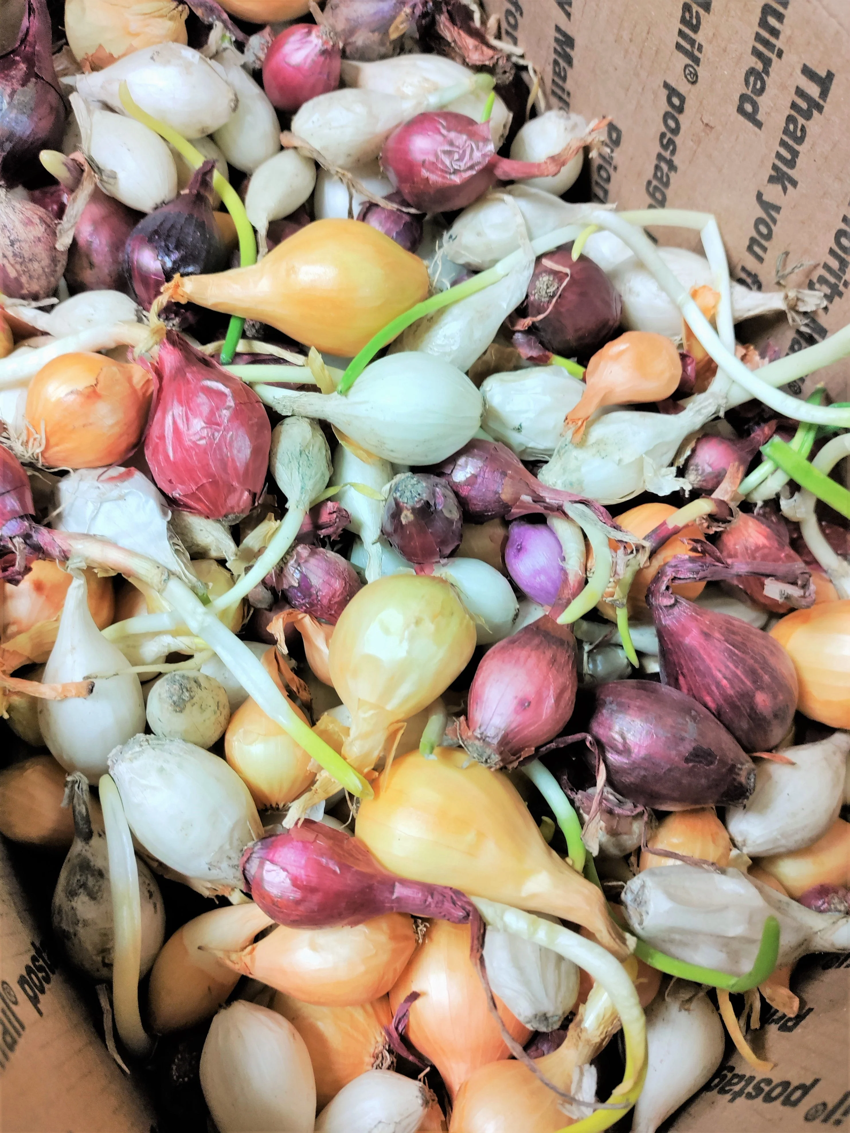 3 Colors Mix Onion Sets (Bulbs) - Image 3