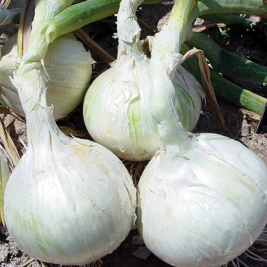 3 Colors Mix Onion Sets (Bulbs) - Image 6