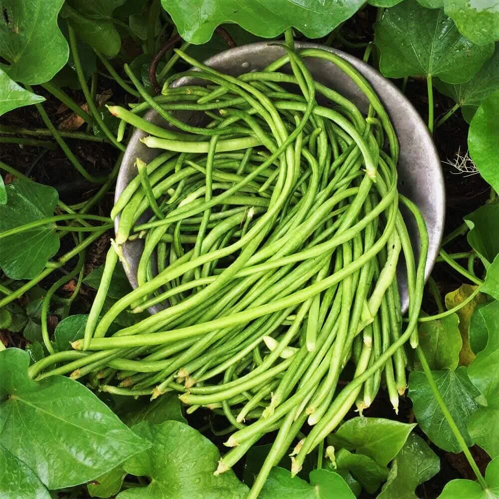 5 Colors Mix Yard Long Bean - Image 11