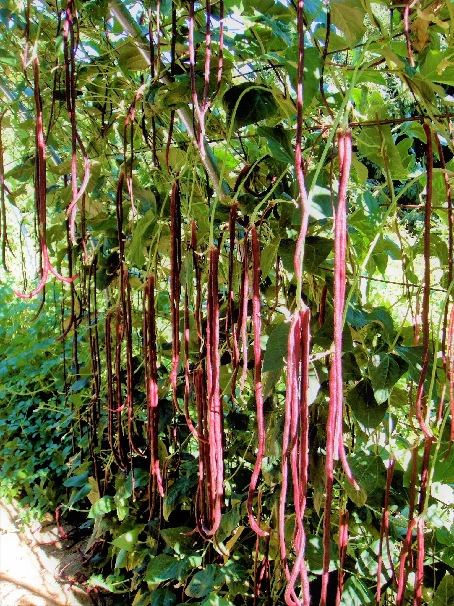 5 Colors Mix Yard Long Bean - Image 4