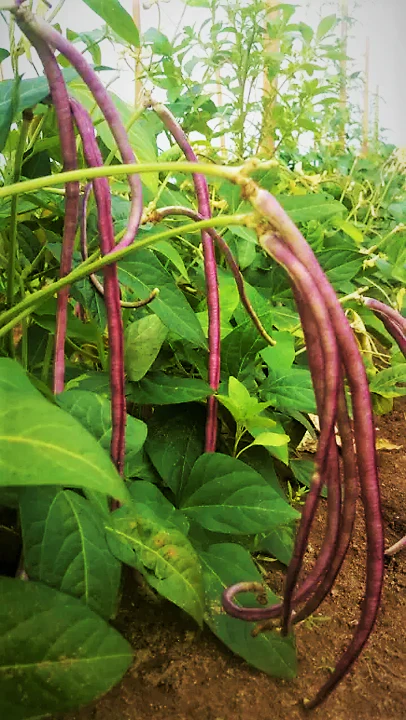 5 Colors Mix Yard Long Bean - Image 5