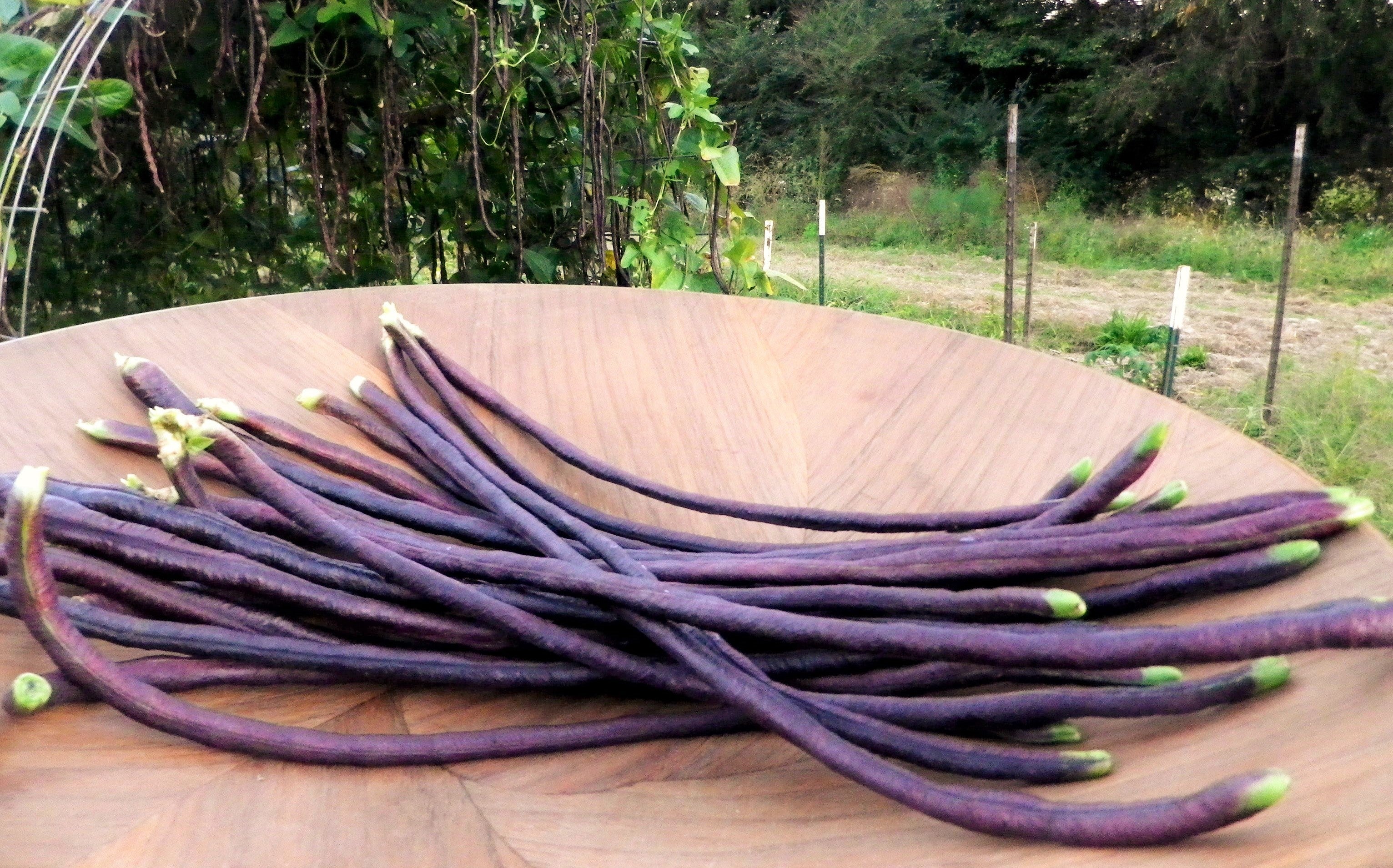 5 Colors Mix Yard Long Bean - Image 8