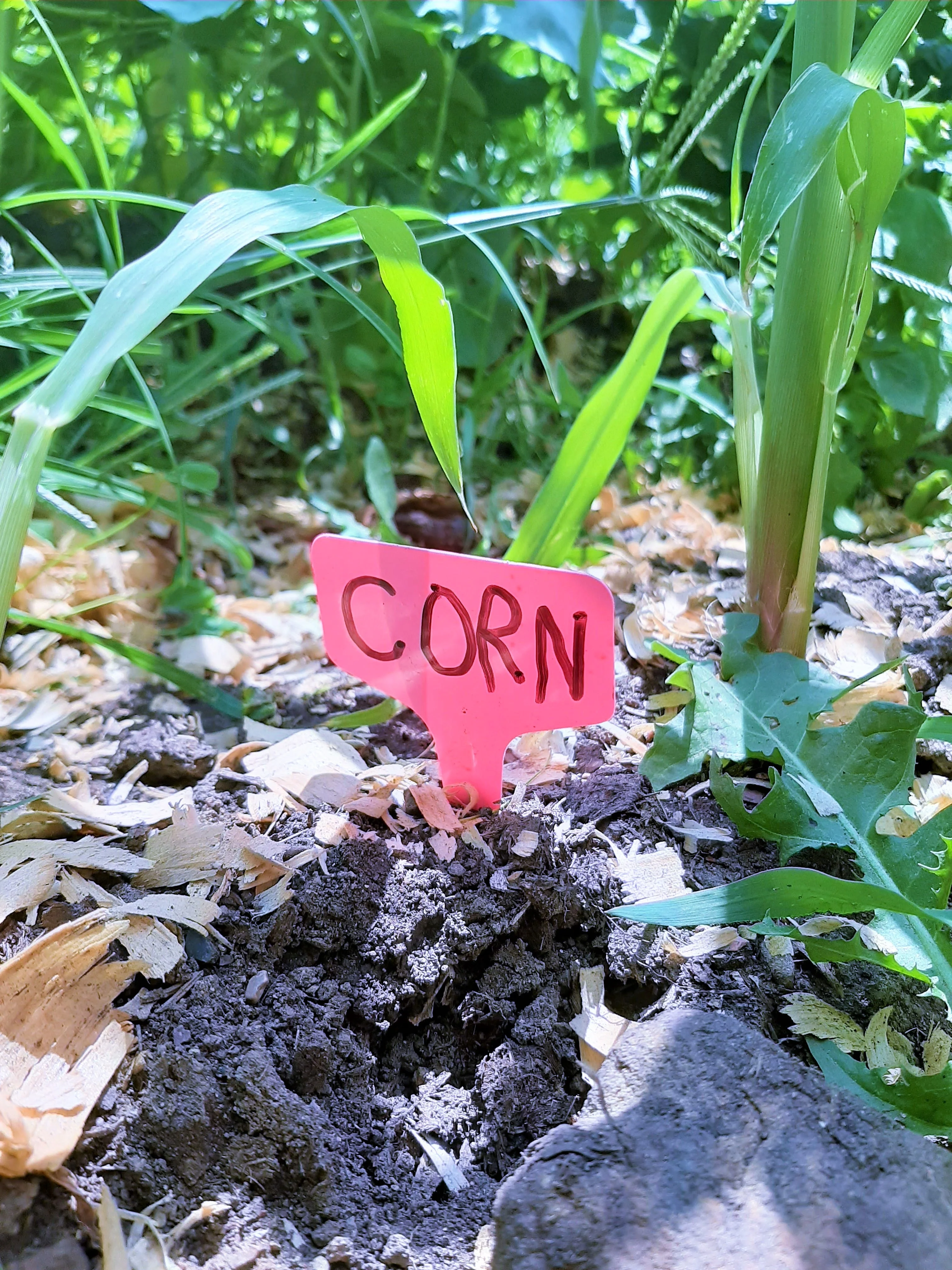 5 Colors Mix T-Shaped Plant Labels - Image 8