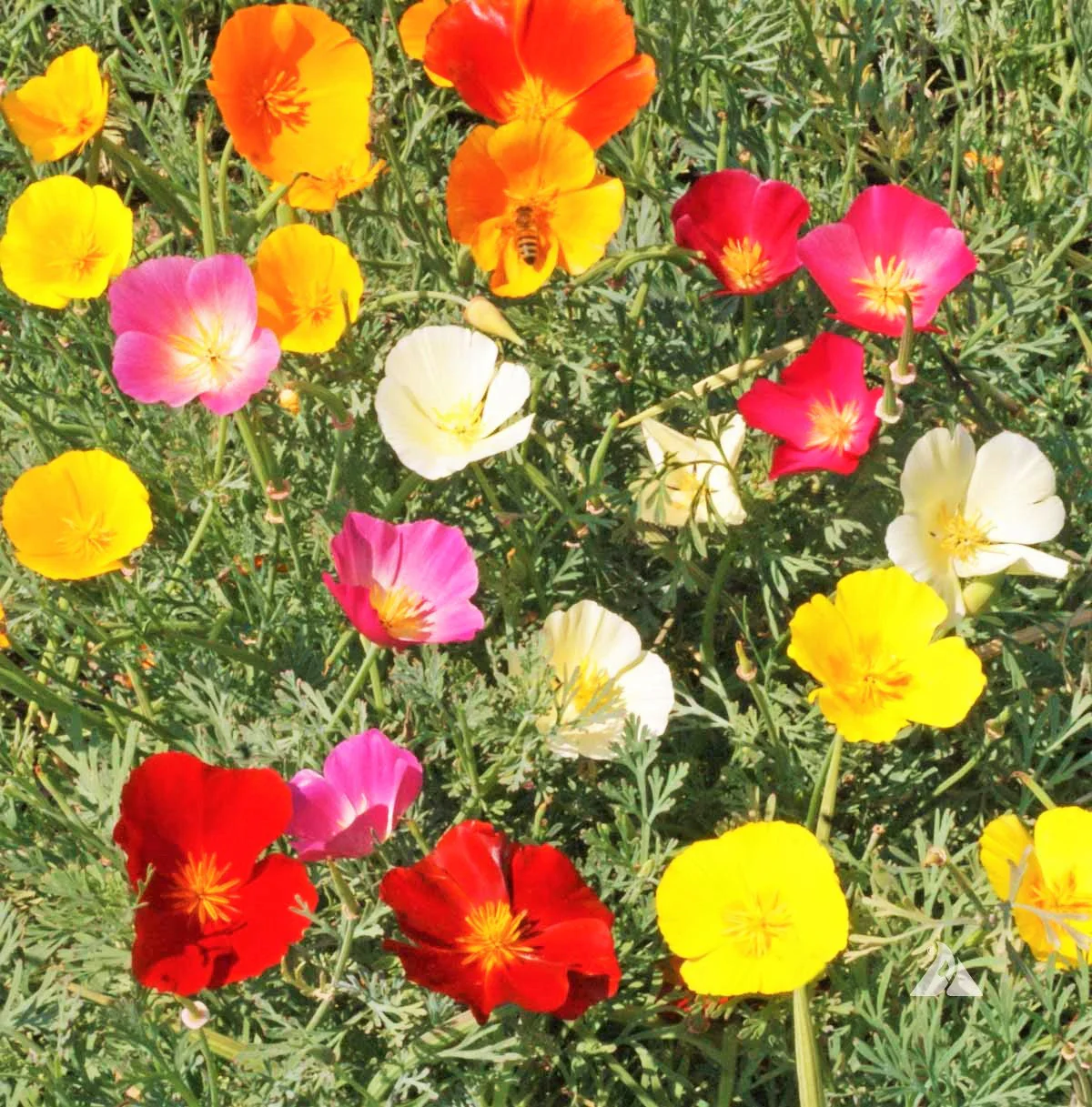 7 Colors Mix California Poppy - Image 3