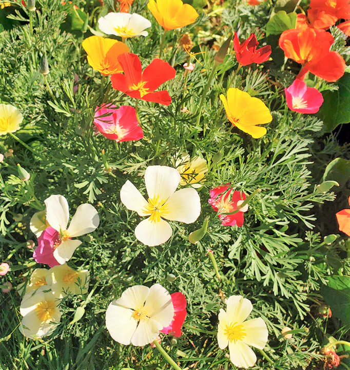 7 Colors Mix California Poppy - Image 4