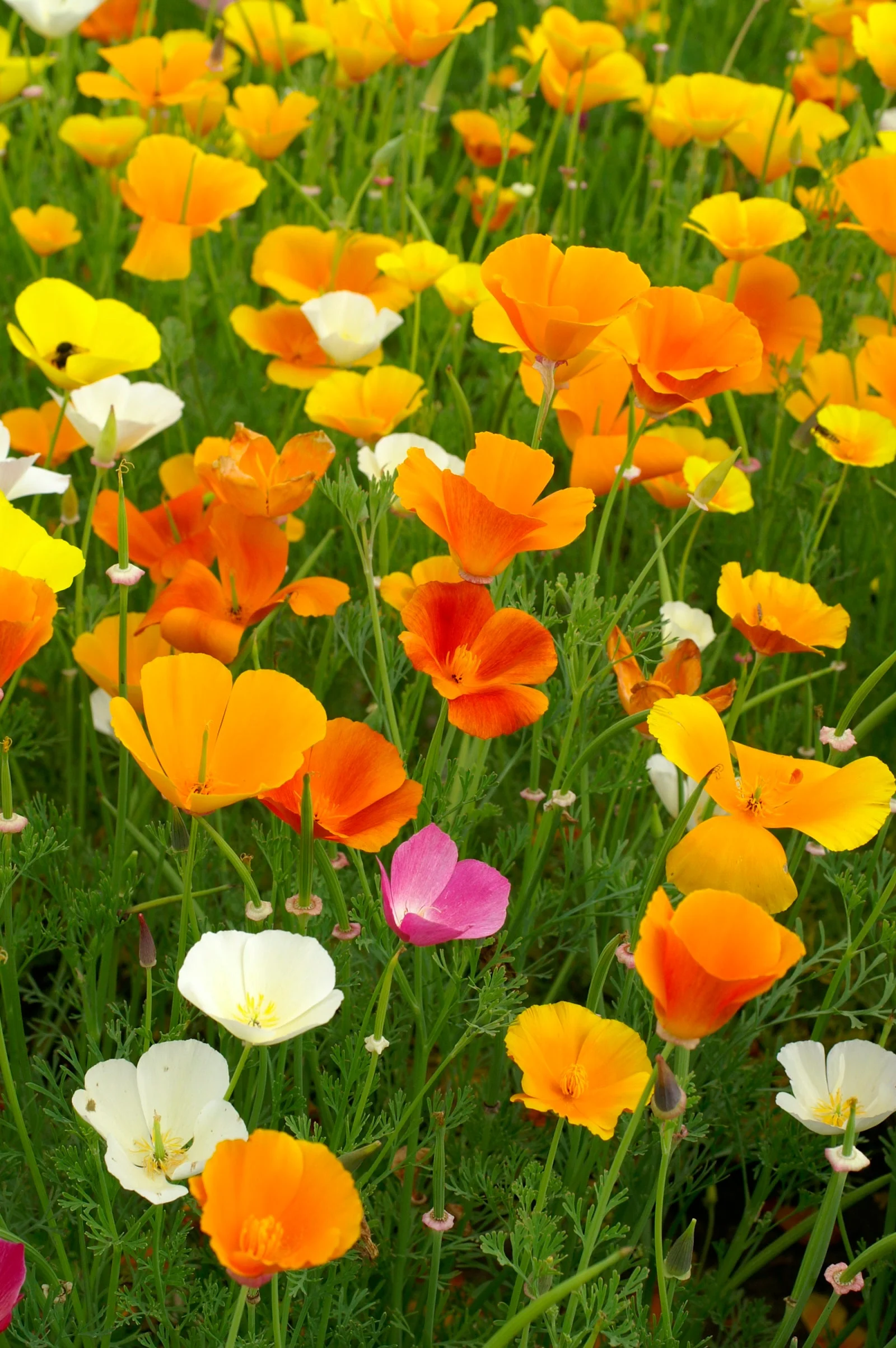7 Colors Mix California Poppy - Image 5