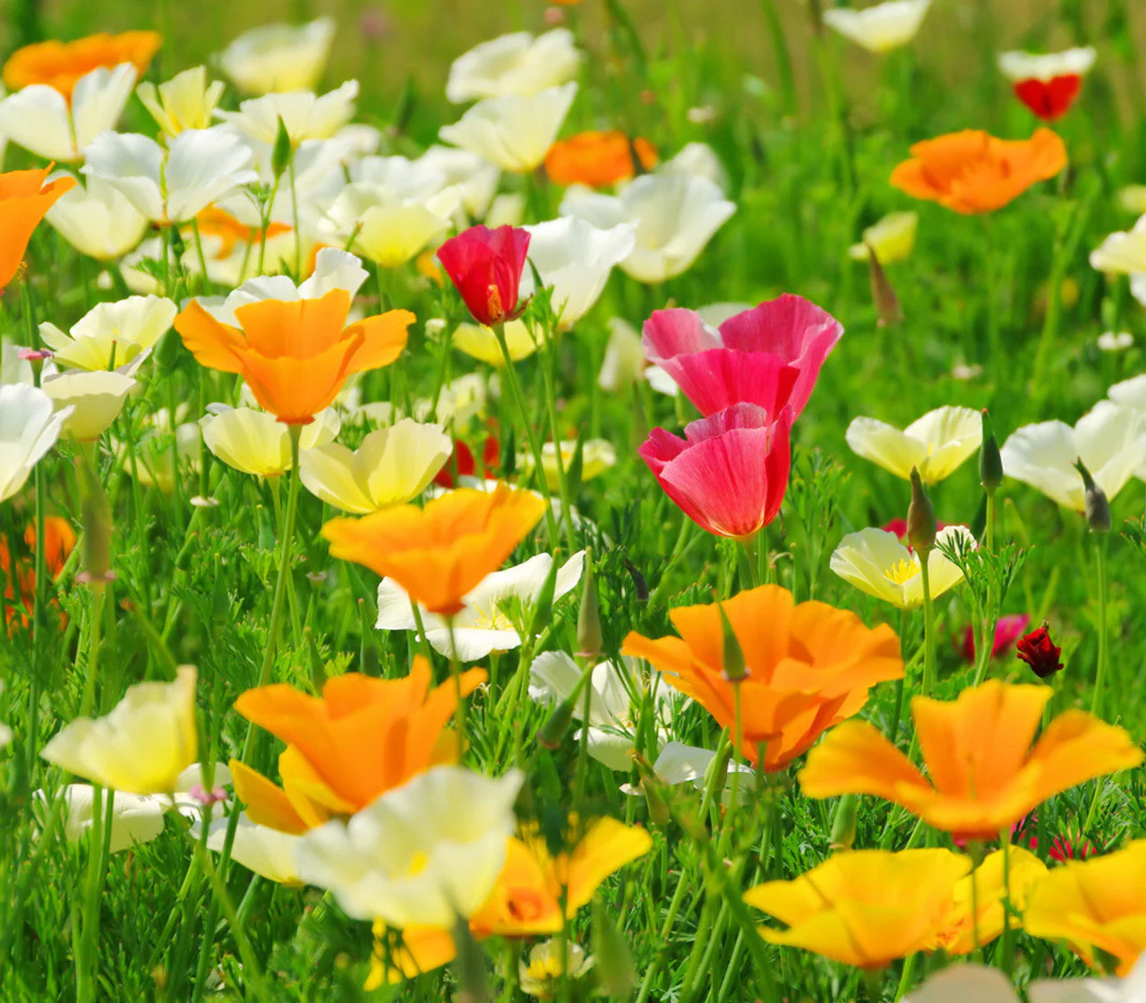 7 Colors Mix California Poppy - Image 6