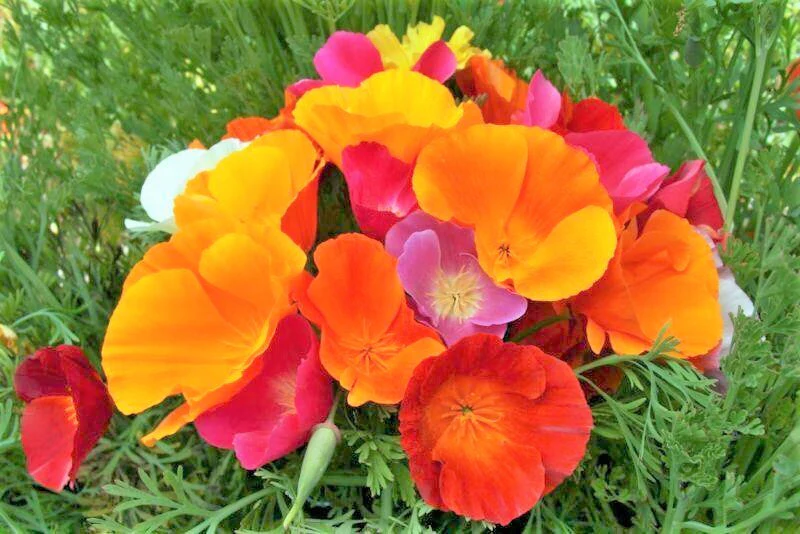 7 Colors Mix California Poppy - Image 7