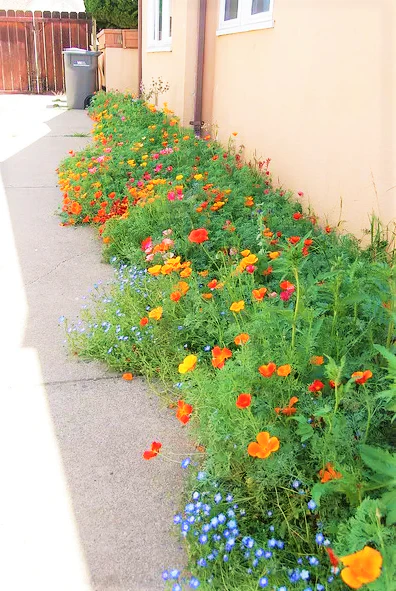7 Colors Mix California Poppy - Image 8