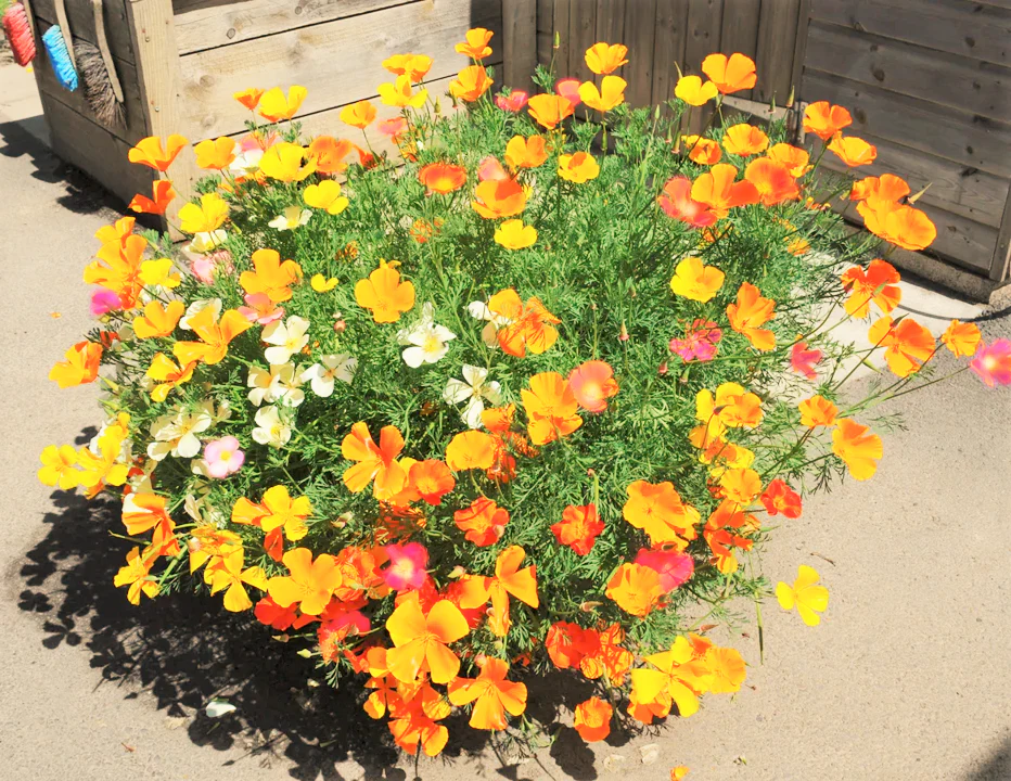 7 Colors Mix California Poppy - Image 9