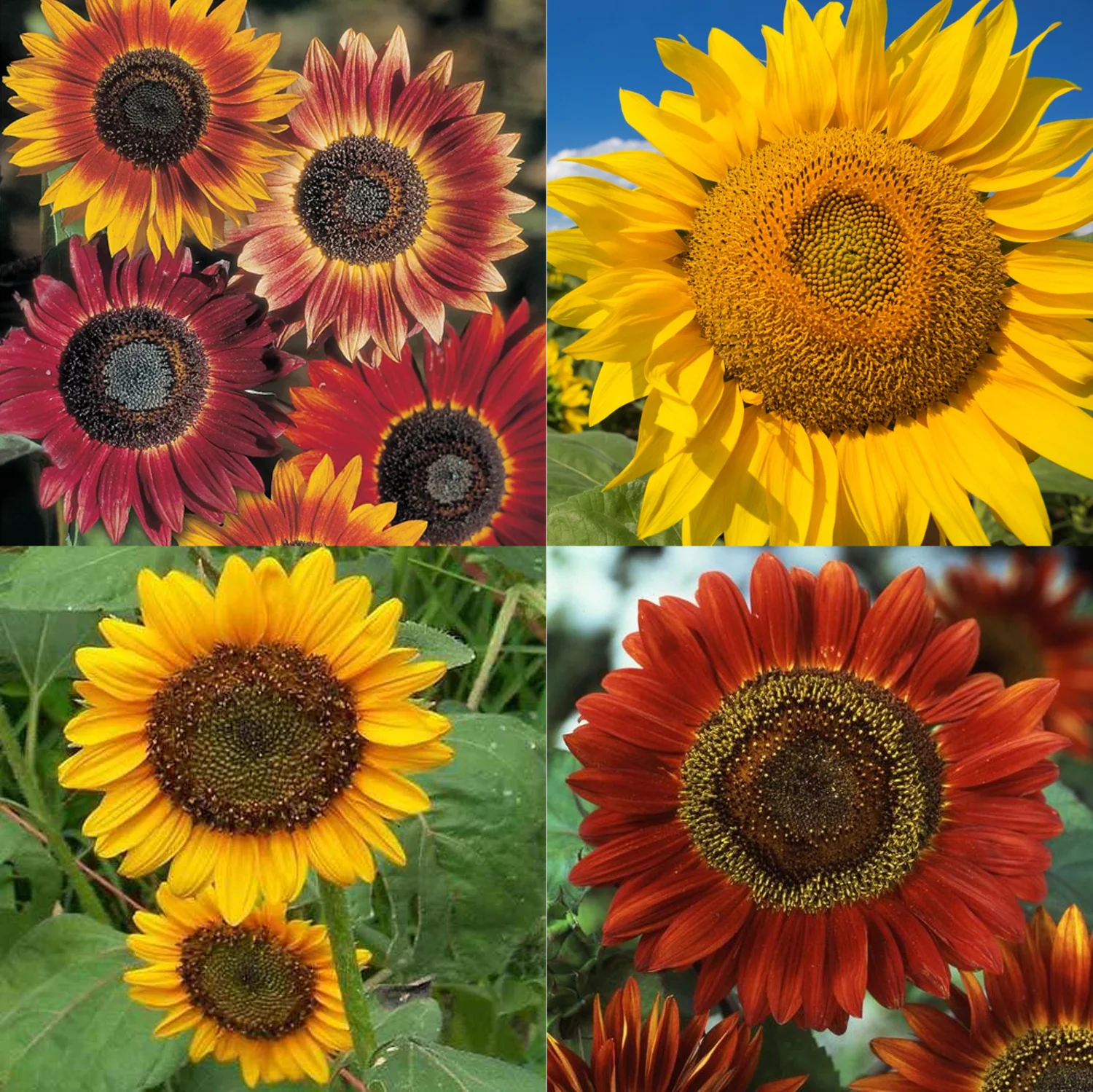 16 Species Mix Sunflower - Image 3