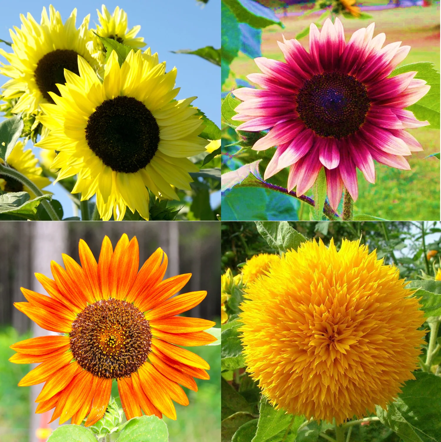 16 Species Mix Sunflower - Image 4