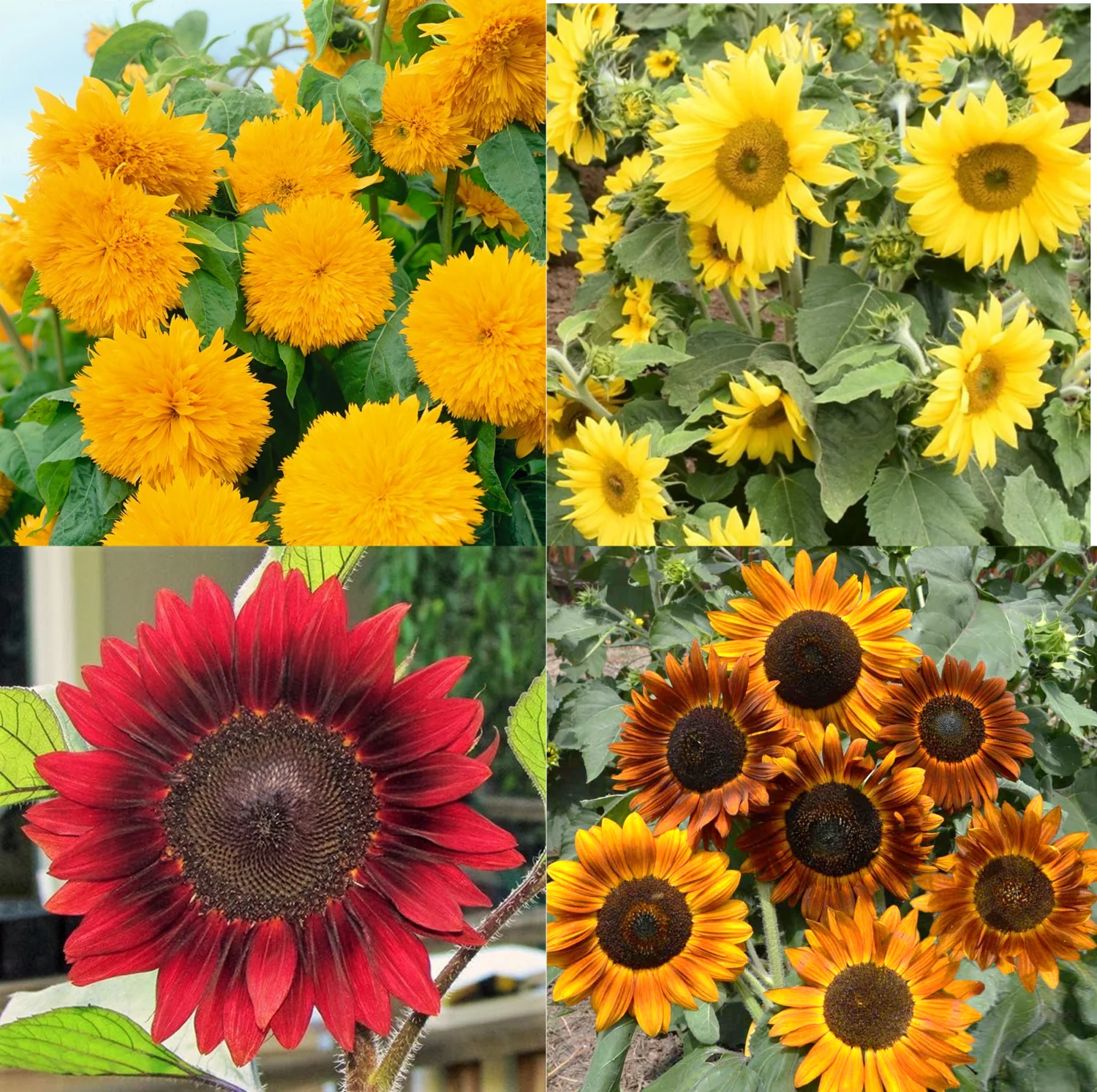 16 Species Mix Sunflower - Image 5