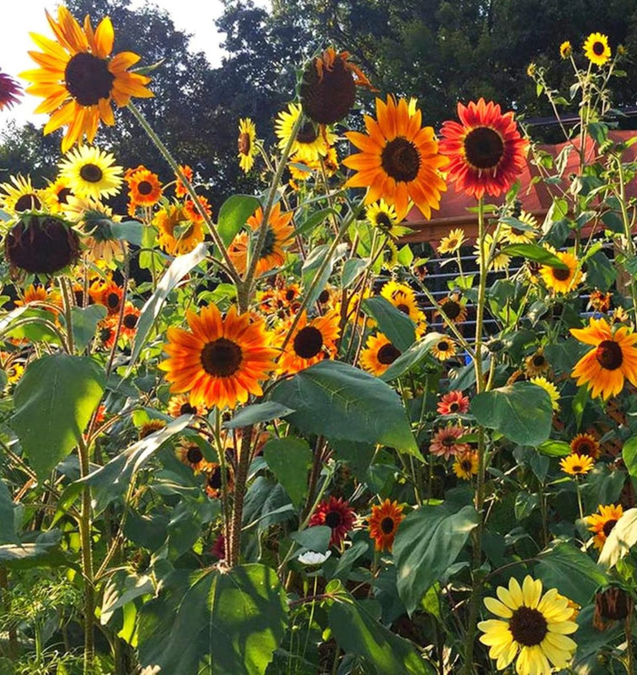 16 Species Mix Sunflower - Image 6