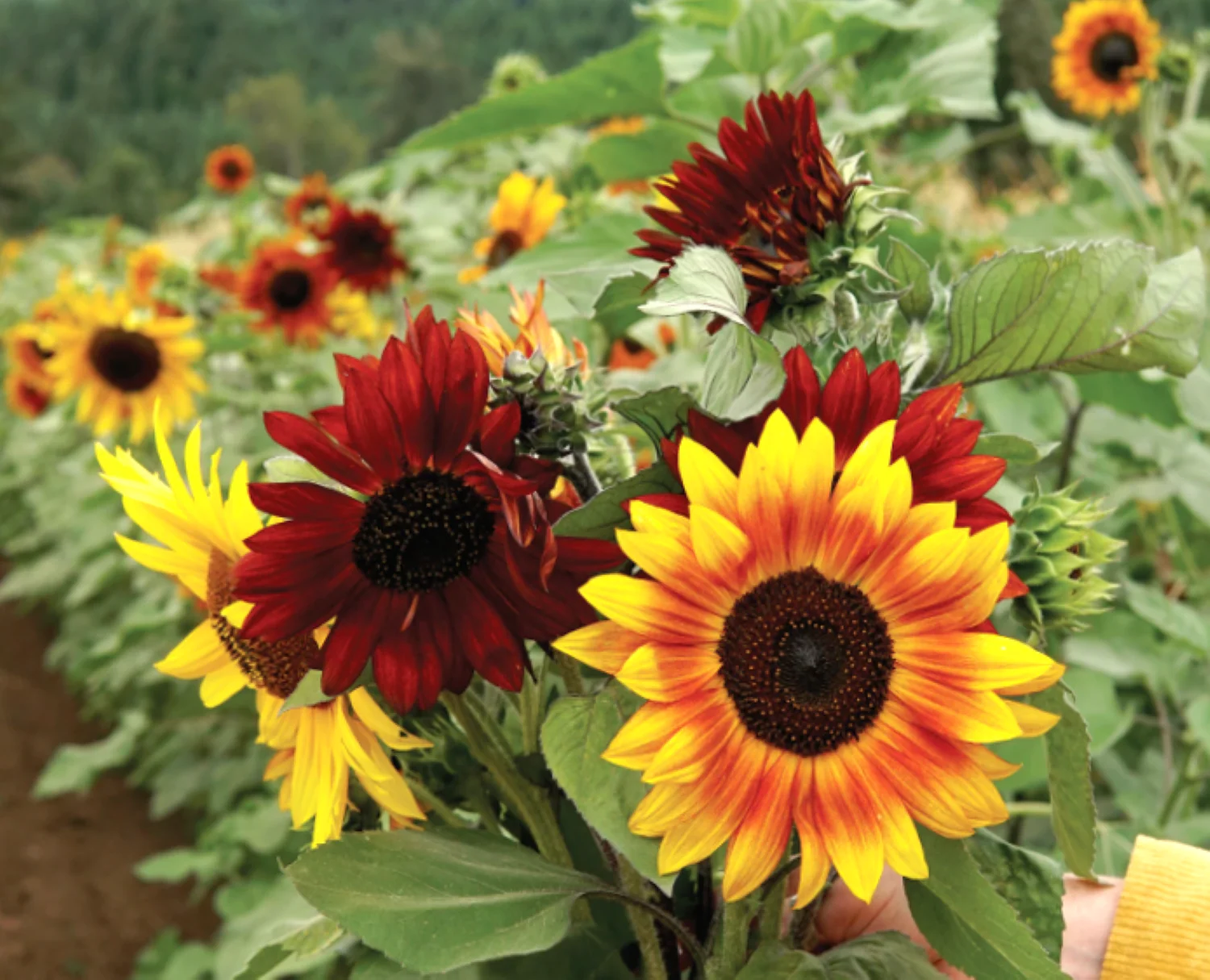 16 Species Mix Sunflower - Image 7