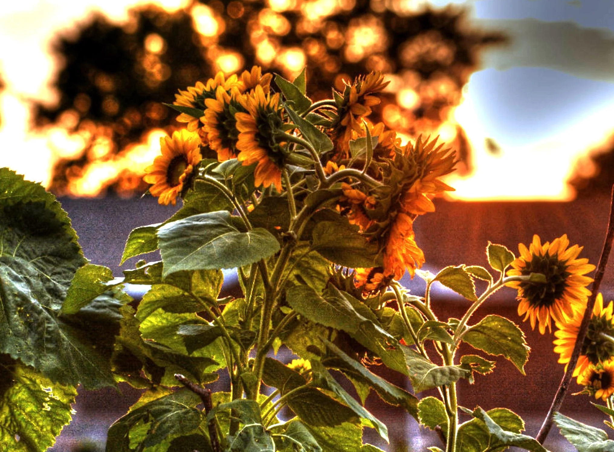 16 Species Mix Sunflower - Image 8