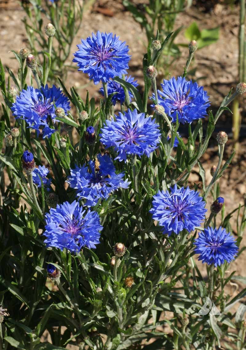 9 Species Mix Blue Wildflowers - Image 10