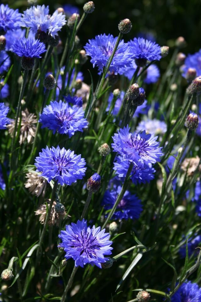 9 Species Mix Blue Wildflowers - Image 3
