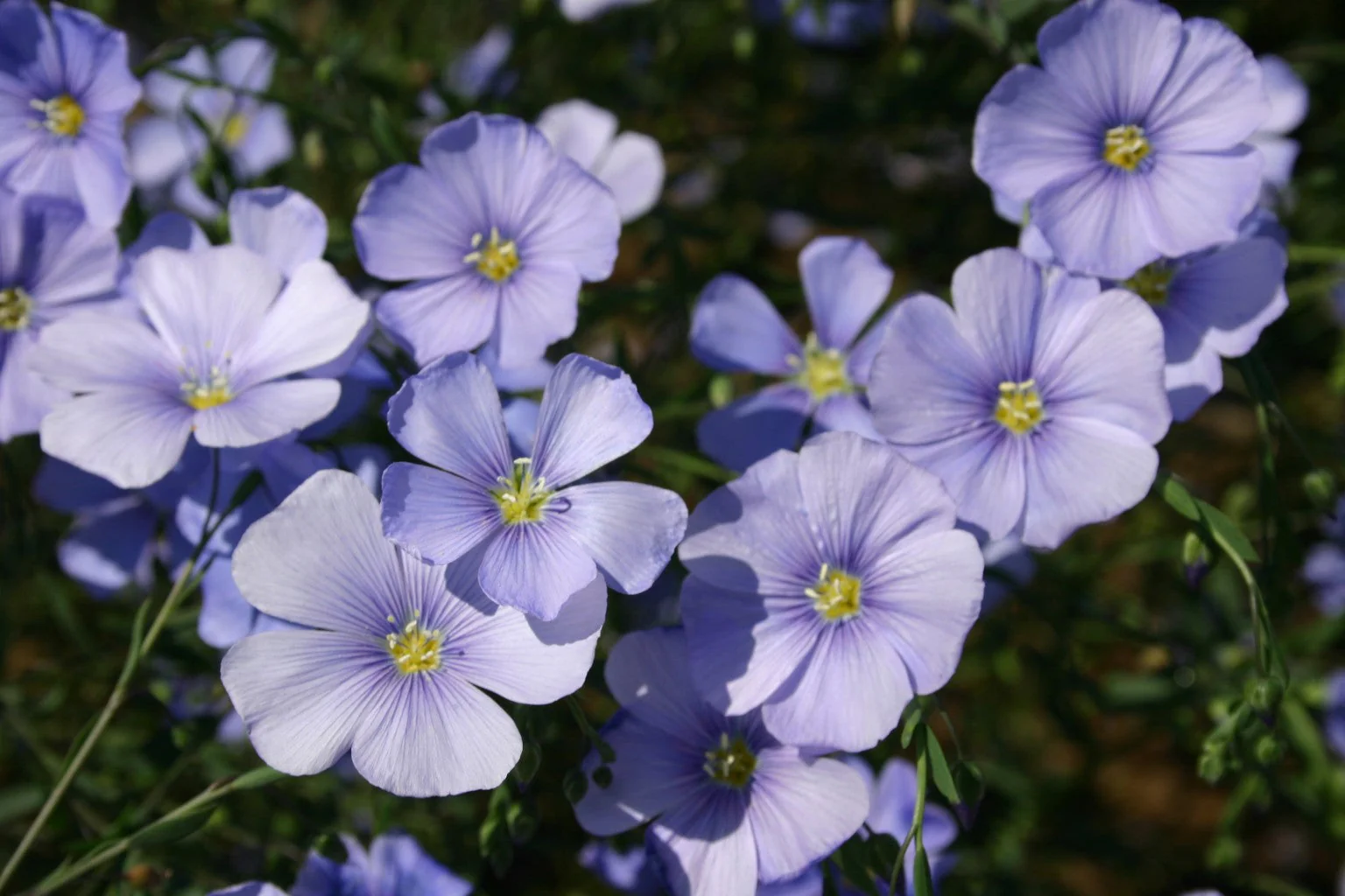 9 Species Mix Blue Wildflowers - Image 4