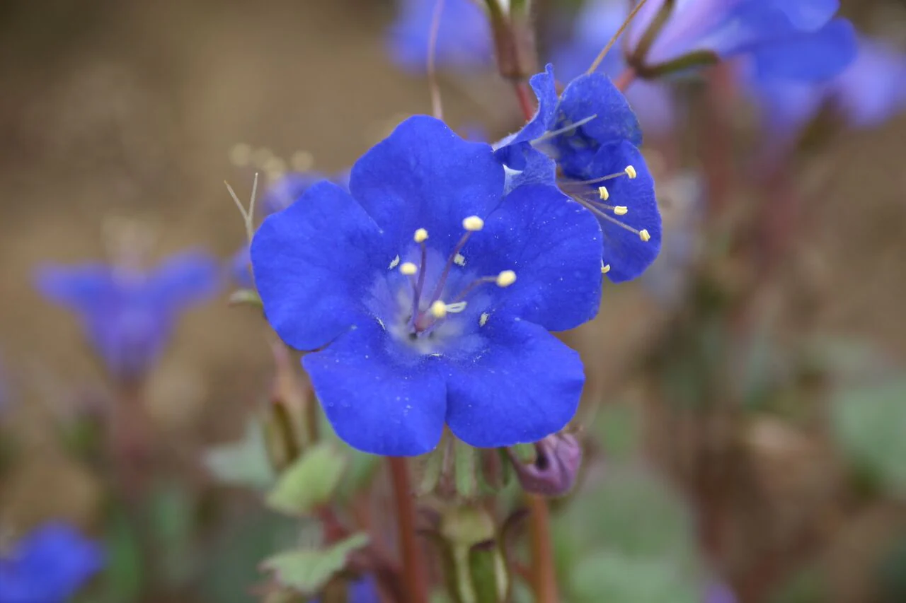 9 Species Mix Blue Wildflowers - Image 5