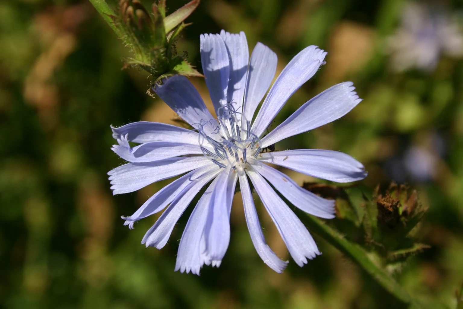 9 Species Mix Blue Wildflowers - Image 6
