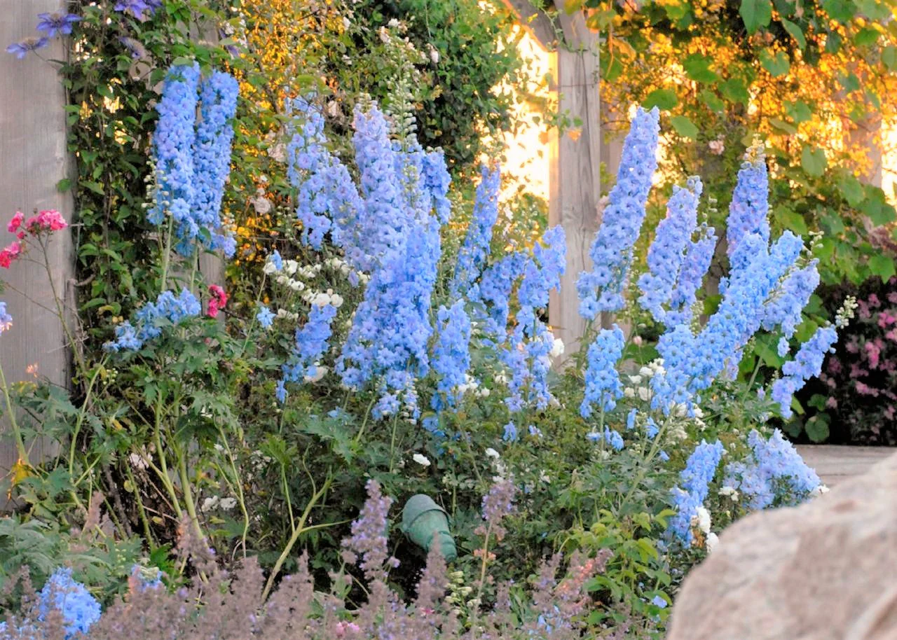9 Species Mix Blue Wildflowers - Image 7
