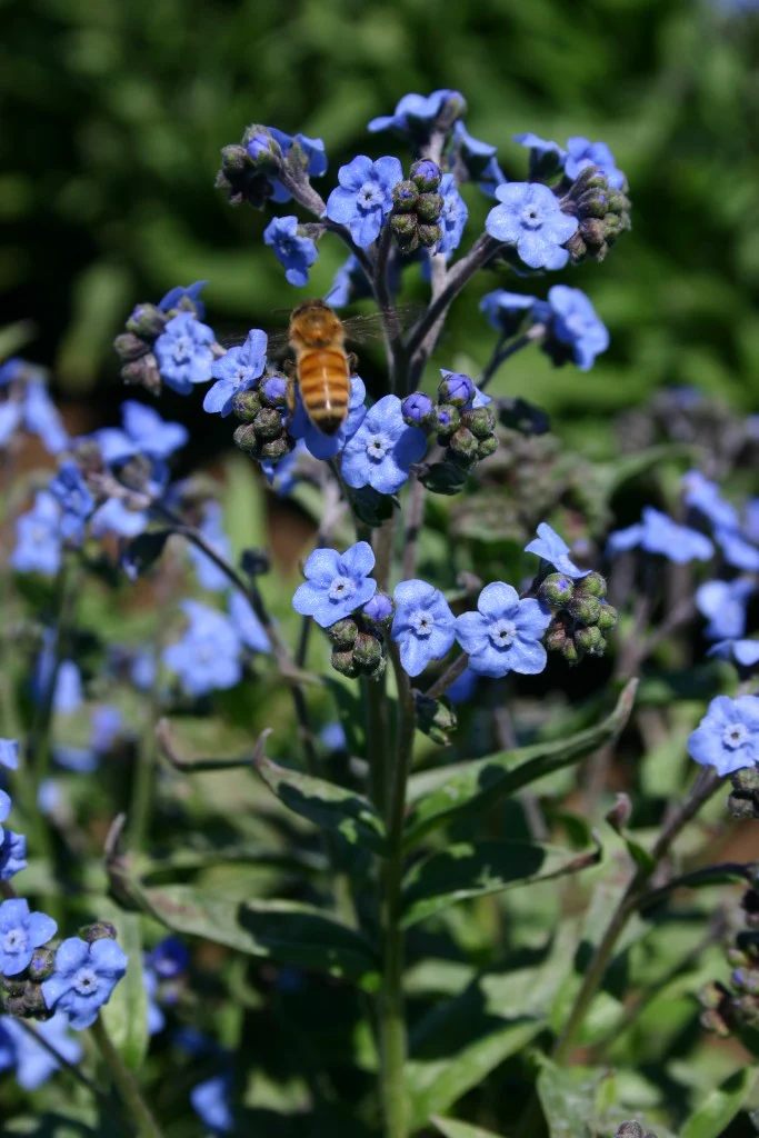 9 Species Mix Blue Wildflowers - Image 8