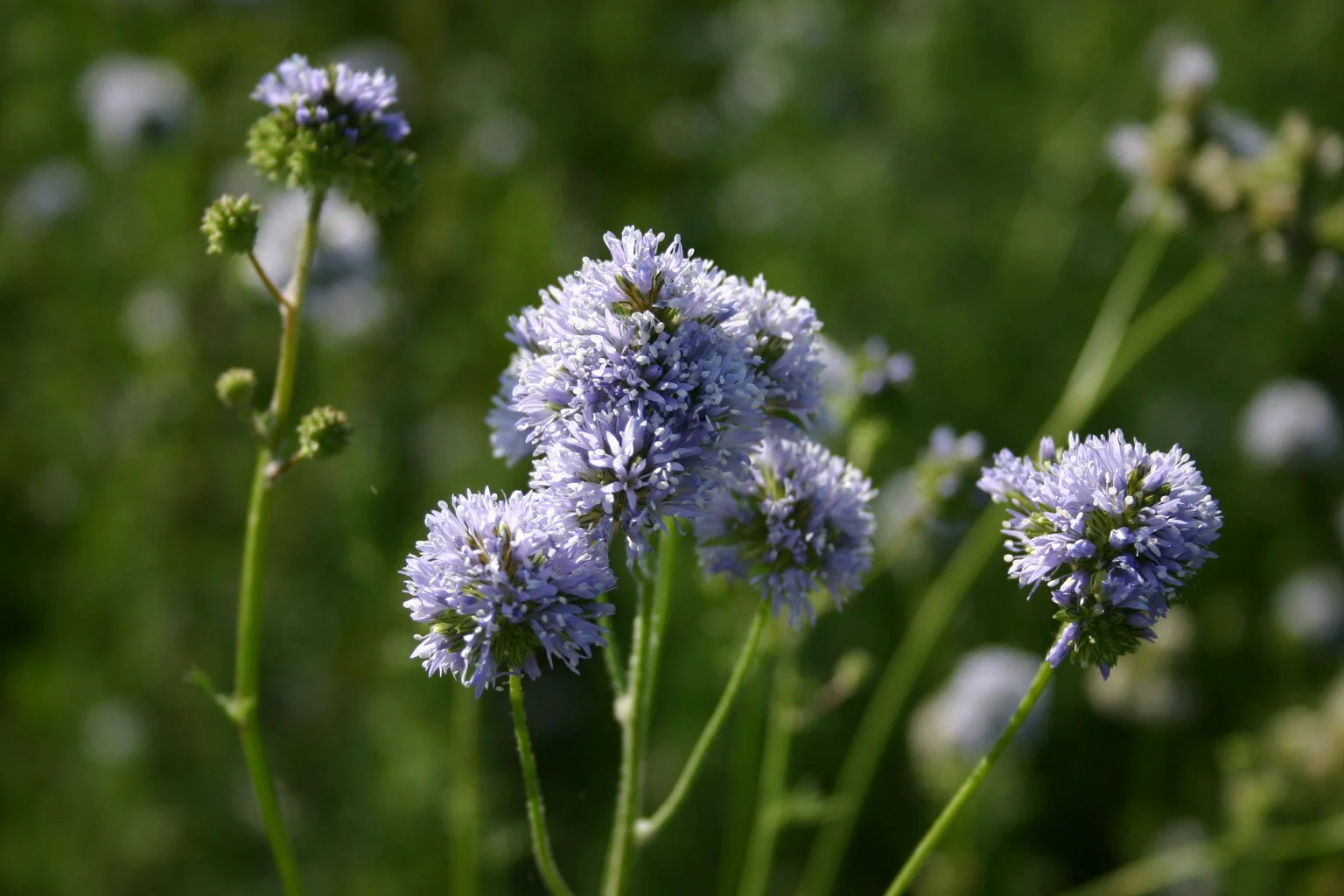 9 Species Mix Blue Wildflowers - Image 9
